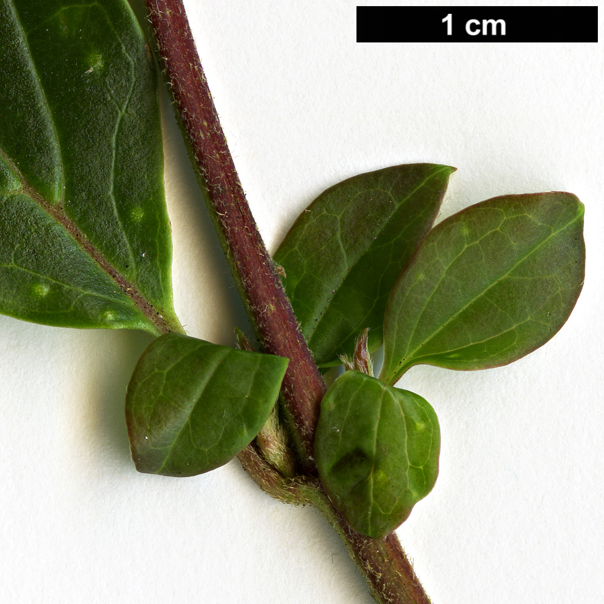 High resolution image: Family: Adoxaceae - Genus: Viburnum - Taxon: foetidum - SpeciesSub: var. rectangulatum